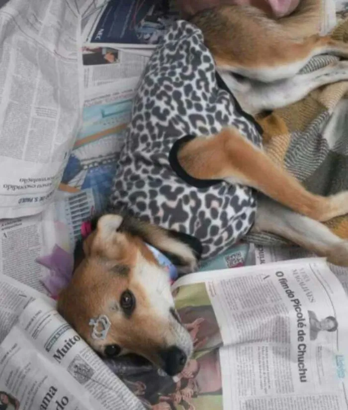 Cachorro ra a Cão idade 1 ano nome Amendoim