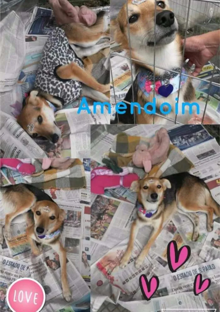 Cachorro ra a Cão idade 1 ano nome Amendoim