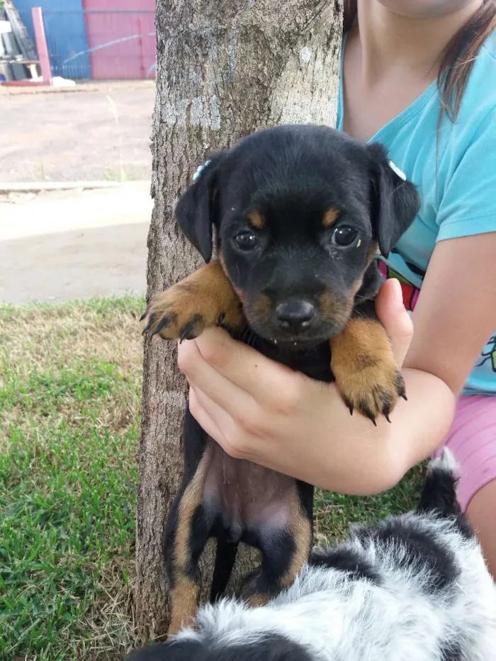 Cachorro ra a Indefinida idade Abaixo de 2 meses nome Filhotes