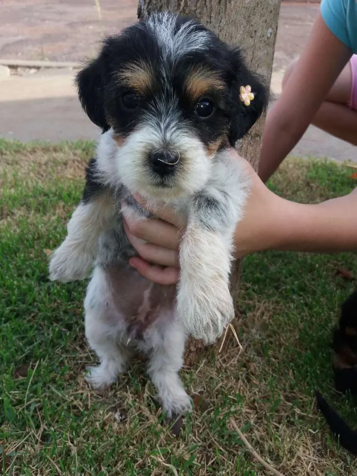 Cachorro ra a Indefinida idade Abaixo de 2 meses nome Filhotes