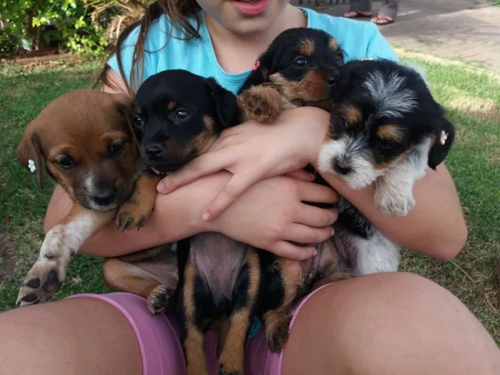 Cachorro ra a Indefinida idade Abaixo de 2 meses nome Filhotes