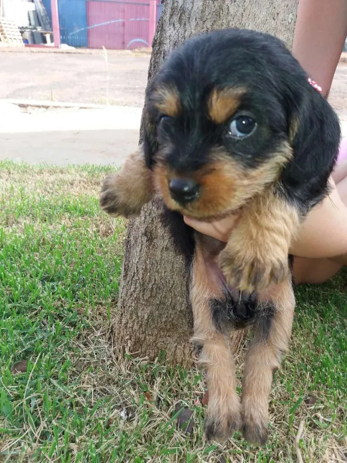 Cachorro ra a Indefinida idade Abaixo de 2 meses nome Filhotes