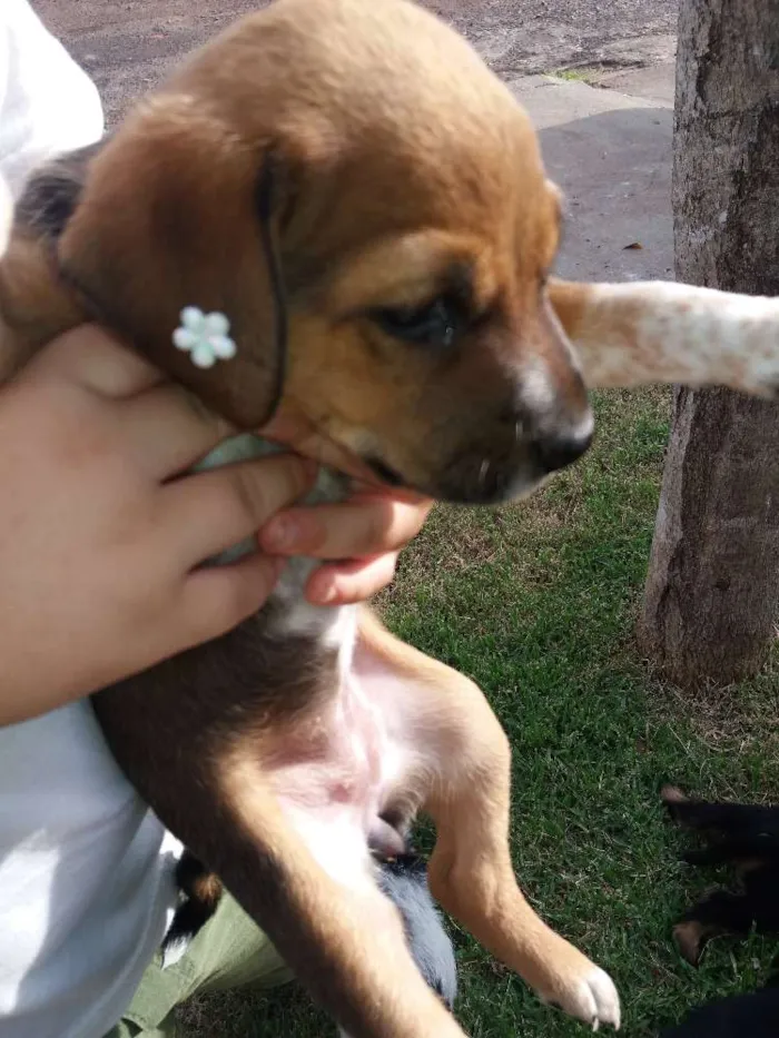 Cachorro ra a Indefinida idade Abaixo de 2 meses nome Filhotes