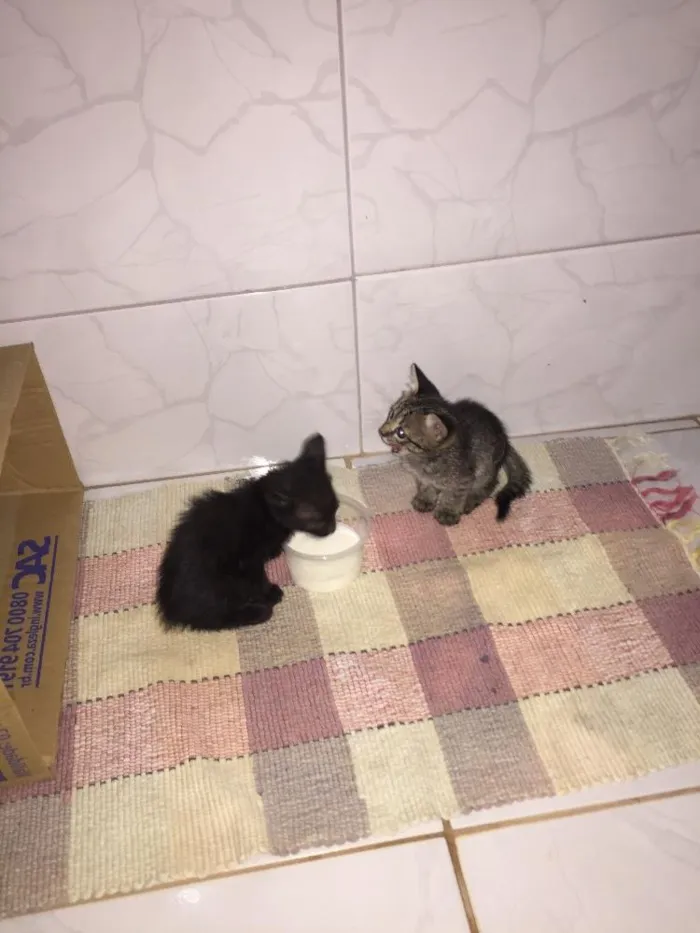 Gato ra a  idade Abaixo de 2 meses nome Zeca
