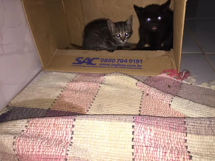 Gato ra a  idade Abaixo de 2 meses nome Zeca