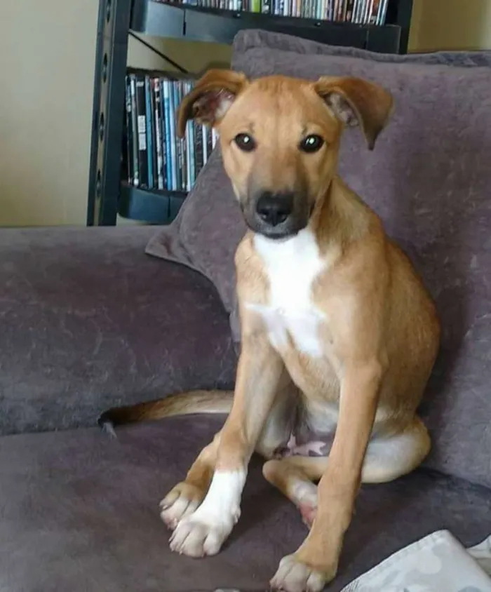 Cachorro raça SRD idade 2 a 6 meses nome Maya