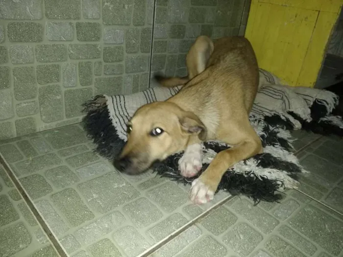 Cachorro raça SRD idade 2 a 6 meses nome Maya