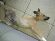 Maya