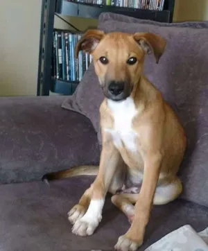 Cachorro raça SRD idade 2 a 6 meses nome Maya
