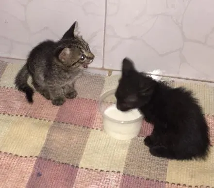 Gato ra a  idade Abaixo de 2 meses nome Zeca