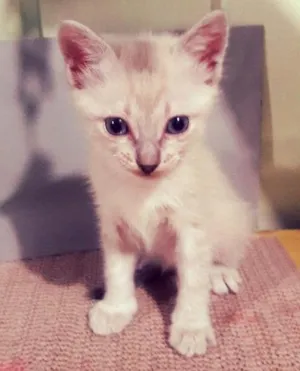 Gato raça  idade Abaixo de 2 meses nome Sem nome 