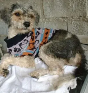 Cachorro raça Cão idade 1 ano nome Principe