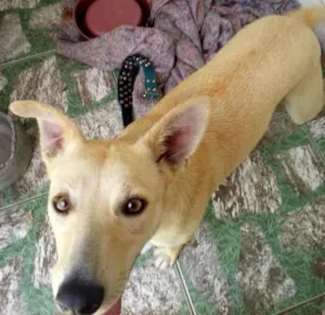 Cachorro raça Cão idade 1 ano nome Caramelo