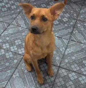Cachorro raça Cão idade 1 ano nome Perola