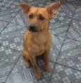 Perola