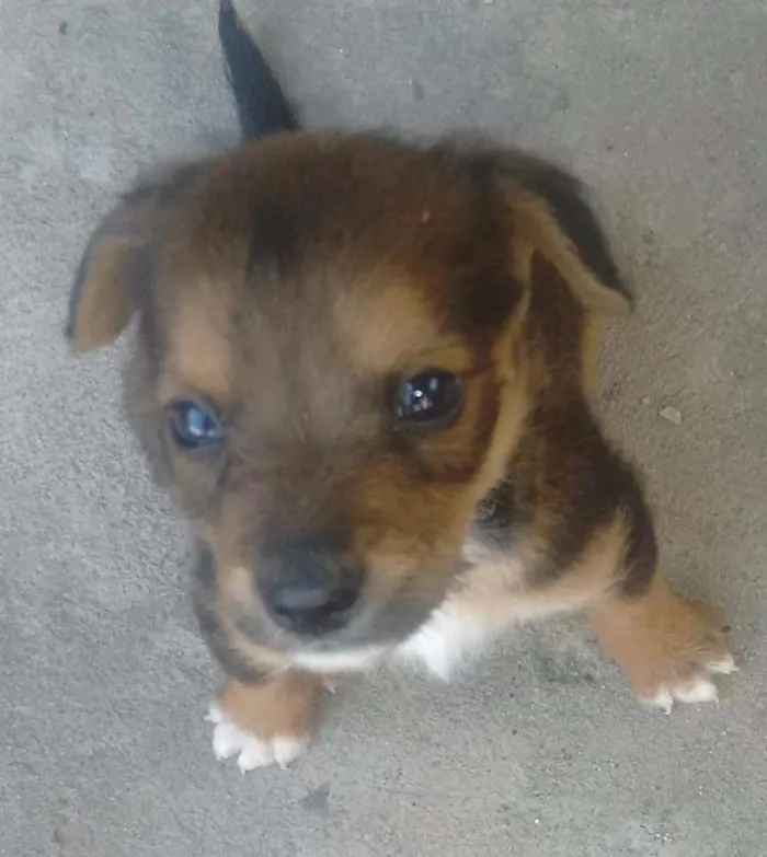 Cachorro ra a Sem raça definida idade 2 a 6 meses nome Filhotes