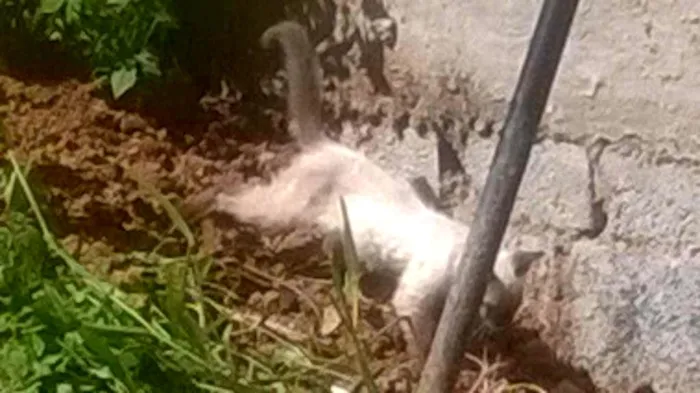 Gato raça Siamês idade Abaixo de 2 meses nome Sem nome
