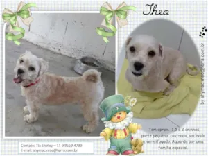 Cachorro raça Lhasa Apso idade 2 anos nome Theo