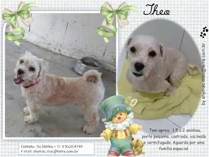 Cachorro ra a Lhasa Apso idade 2 anos nome Theo