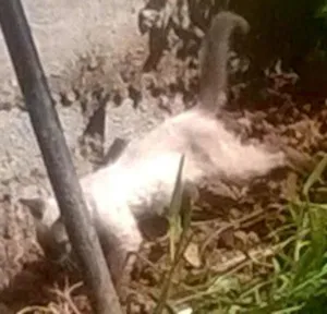 Gato raça Siamês idade Abaixo de 2 meses nome Sem nome