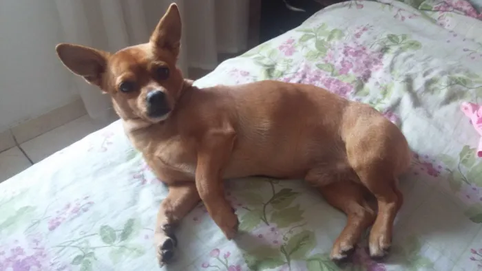 Cachorro raça SRD idade 4 anos nome Sebastian