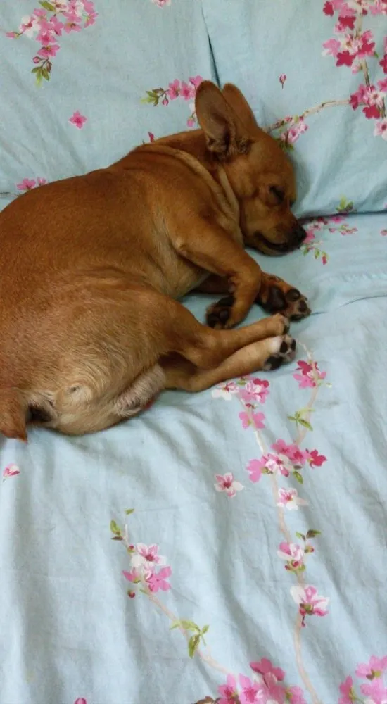 Cachorro raça SRD idade 4 anos nome Sebastian