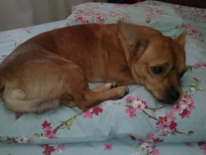 Cachorro raça SRD idade 4 anos nome Sebastian