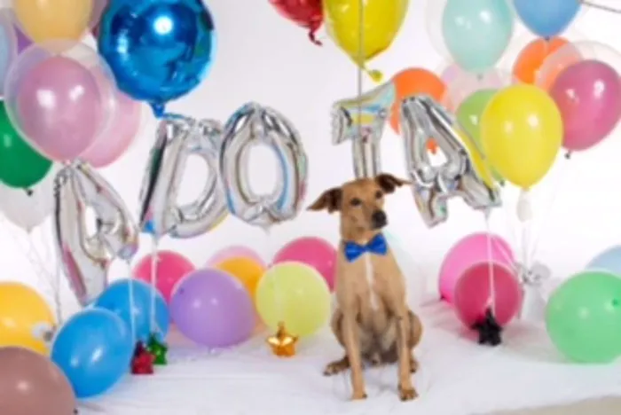 Cachorro ra a SRD idade 6 ou mais anos nome Johnny 