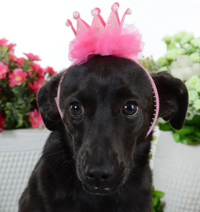 Cachorro ra a SRD idade 7 a 11 meses nome Lindt