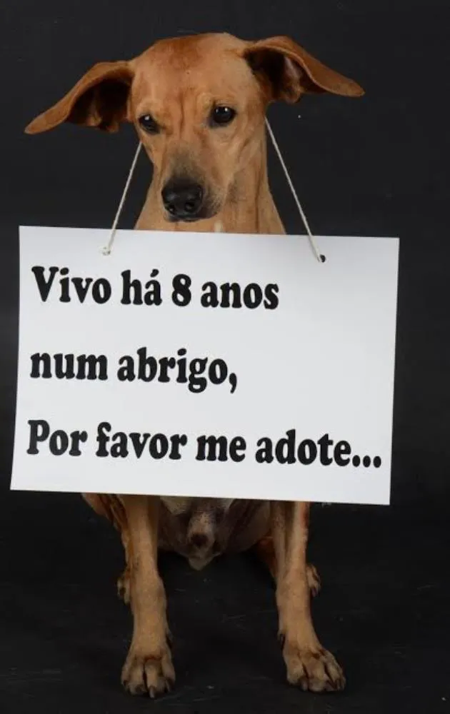 Cachorro ra a SRD idade 6 ou mais anos nome Johnny 