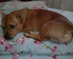Cachorro raça SRD idade 4 anos nome Sebastian