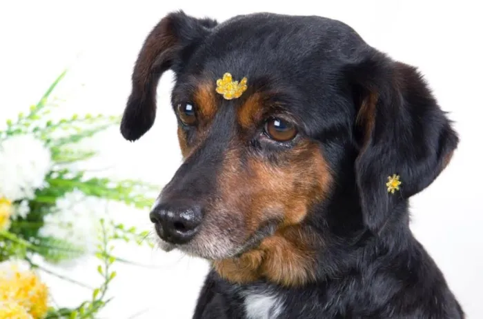 Cachorro ra a Mix de Basset idade 6 ou mais anos nome Bel