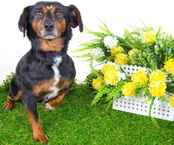 Cachorro ra a Mix de Basset idade 6 ou mais anos nome Bel
