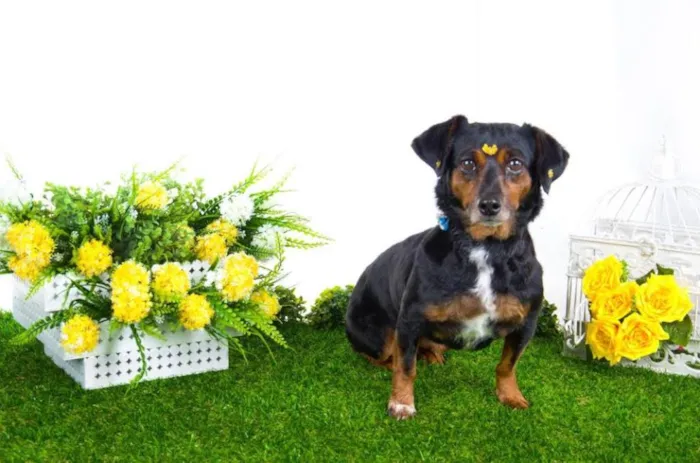 Cachorro ra a Mix de Basset idade 6 ou mais anos nome Bel
