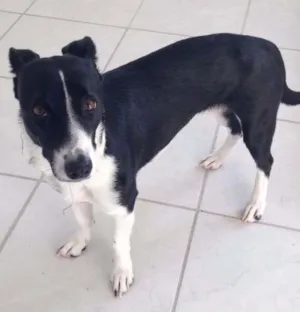 Cachorro raça SRD idade 3 anos nome Hanna