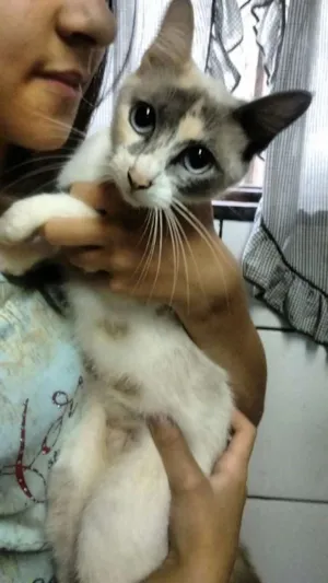 Gato raça SRD idade Abaixo de 2 meses nome Sem nomes