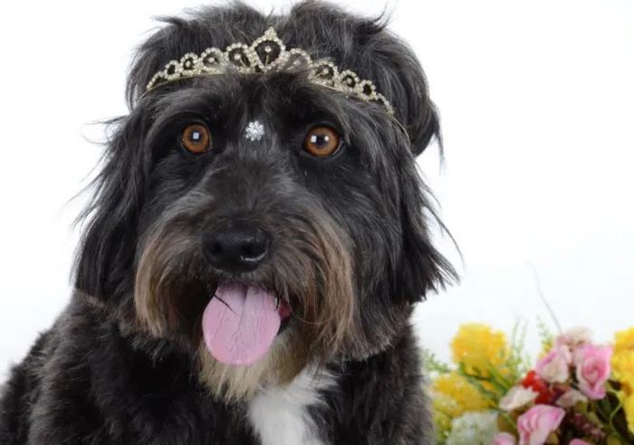 Cachorro ra a SRD idade 2 anos nome Ella