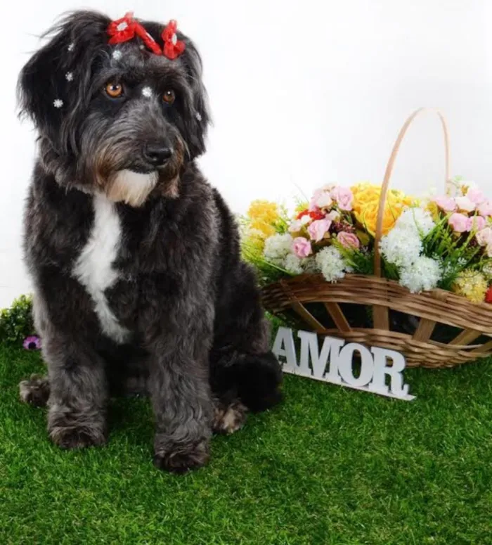 Cachorro ra a SRD idade 2 anos nome Ella