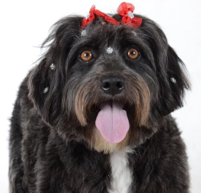Cachorro ra a SRD idade 2 anos nome Ella