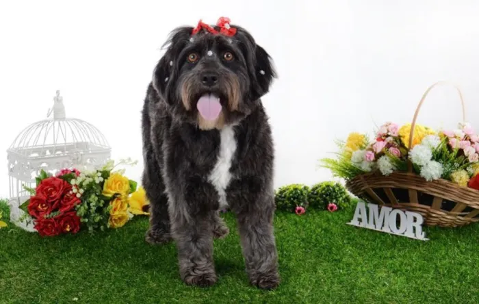 Cachorro ra a SRD idade 2 anos nome Ella