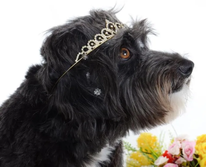 Cachorro ra a SRD idade 2 anos nome Ella