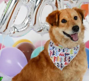 Cachorro raça Mix de Golden idade 5 anos nome Benji