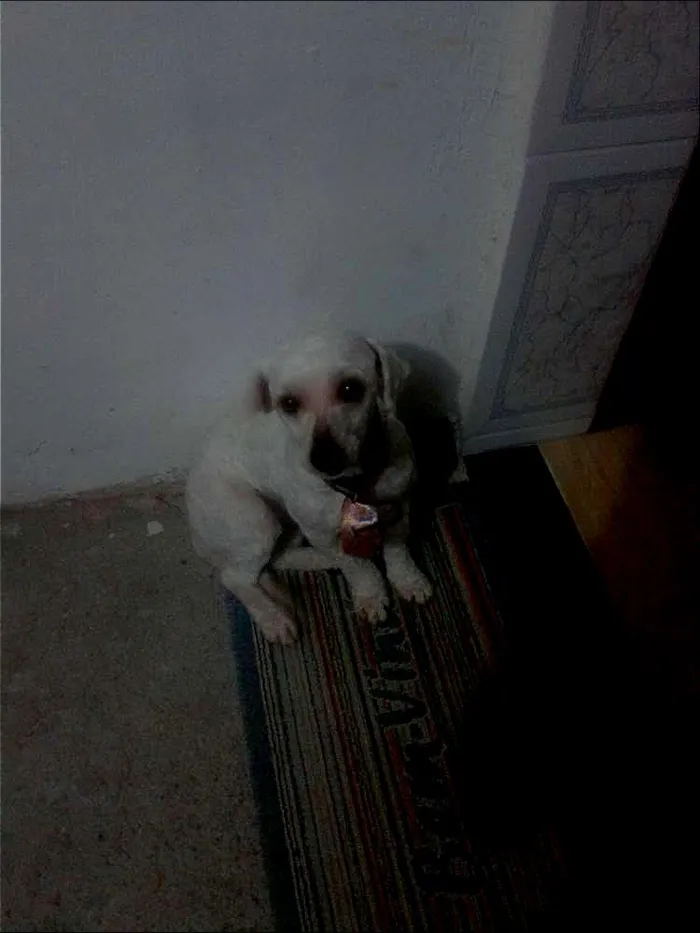 Cachorro ra a Poodle idade 6 ou mais anos nome pipoca