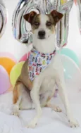 Snoopy