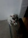 pipoca