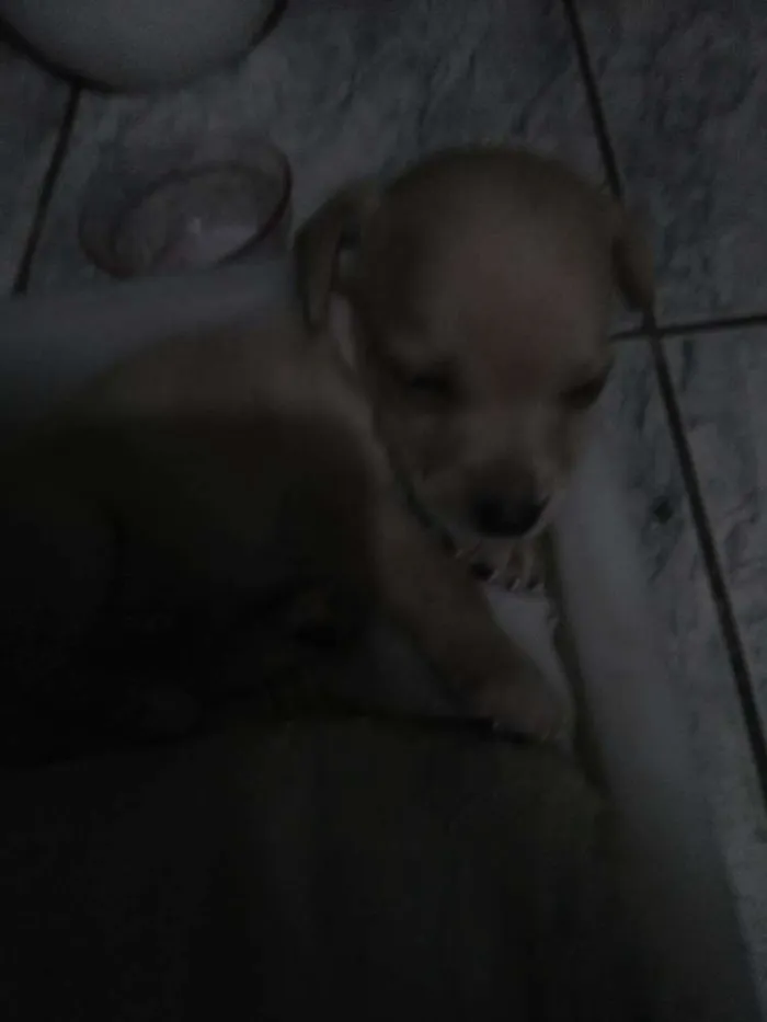 Cachorro ra a Mistura de pinther idade 2 a 6 meses nome Sem nome ainda