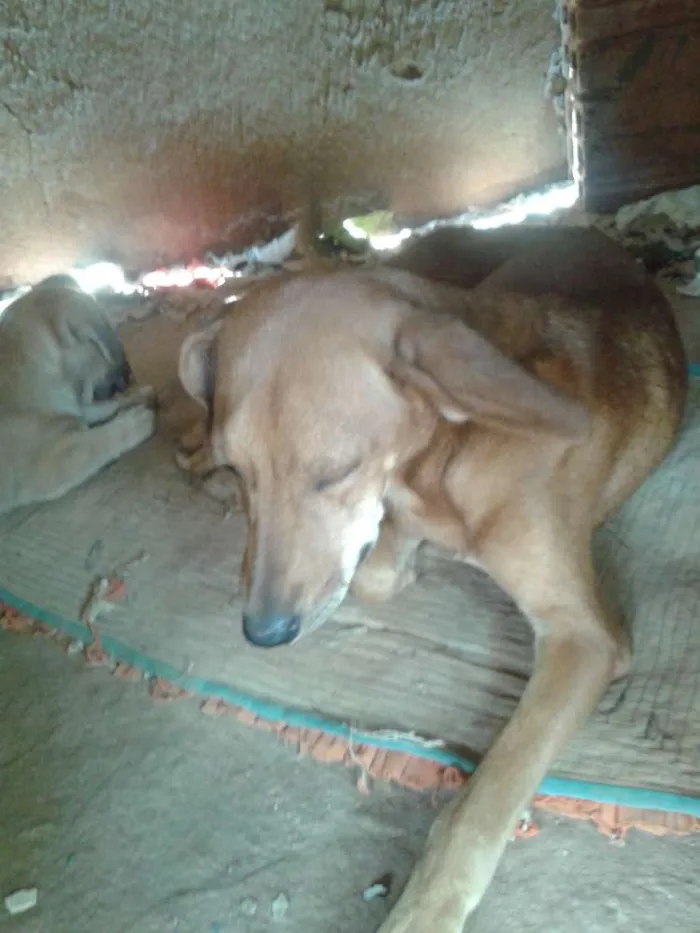Cachorro ra a viralata idade 1 ano nome neguinha e serere