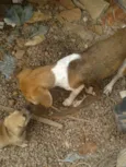 neguinha e serere