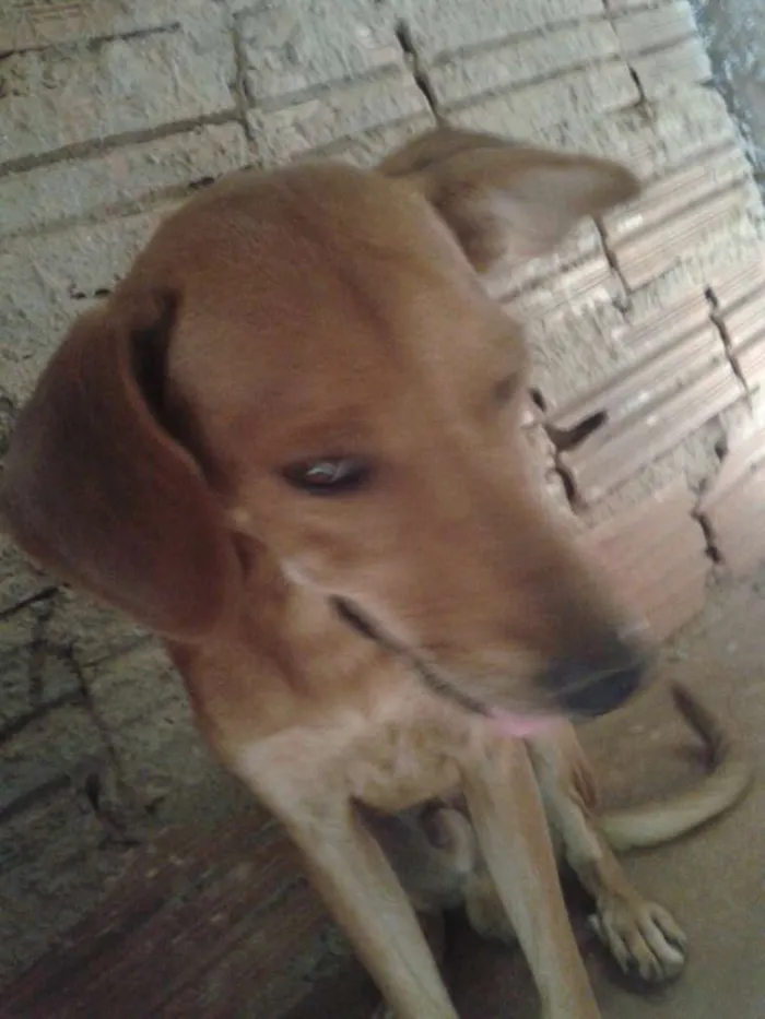 Cachorro ra a viralata idade 1 ano nome neguinha e serere
