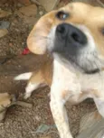 neguinha e serere